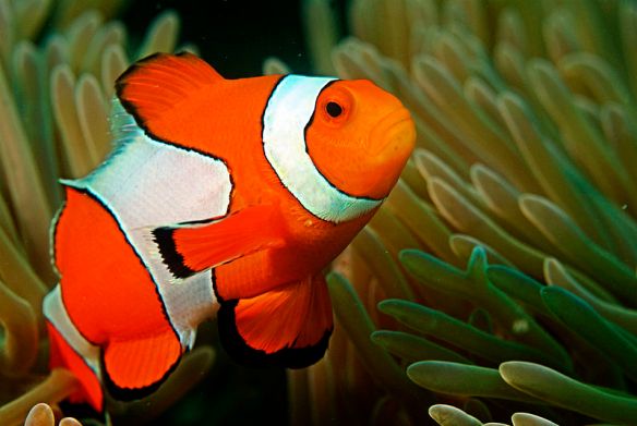 Clownfish (Wikimedia commons)